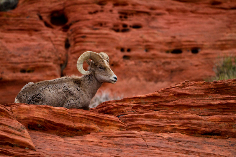 Bighorn On Slickrock